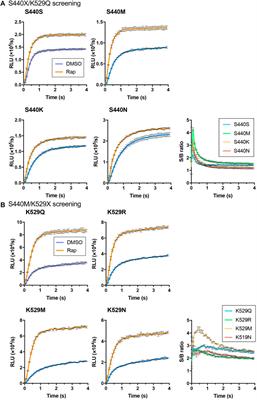 Improving the Stability of Protein–Protein Interaction Assay FlimPIA Using a Thermostabilized Firefly Luciferase